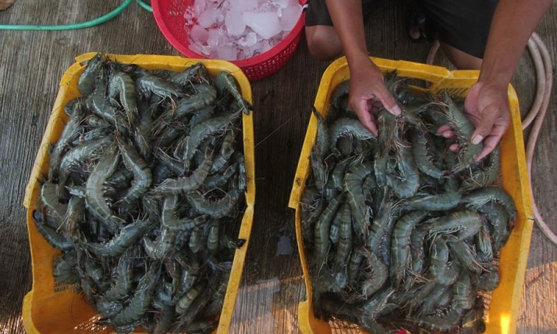 udang.jpg