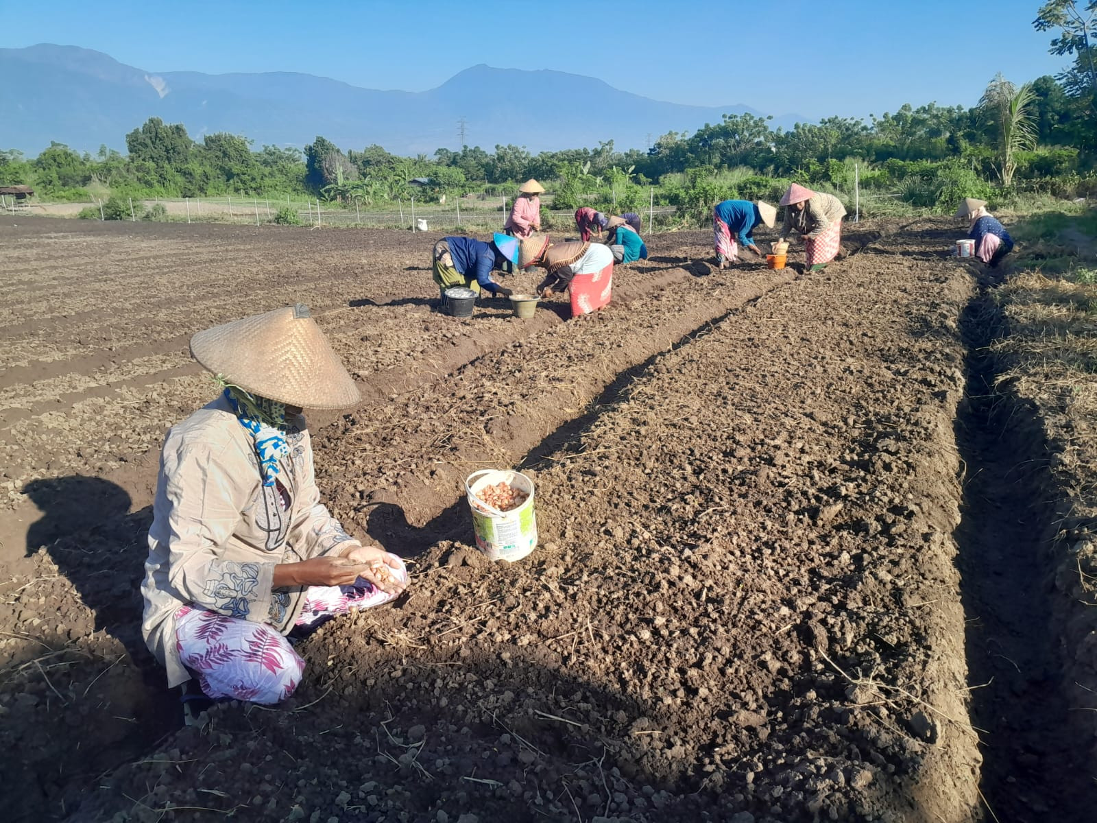 Petani Palawija dan Bawang Sigi Dukung AA-AKA