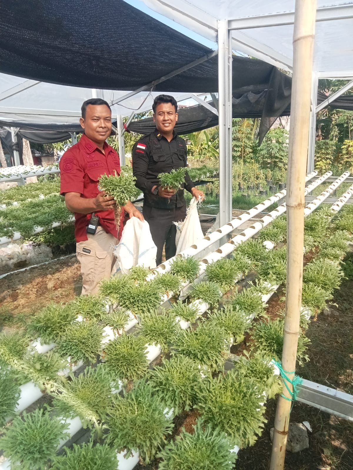 WBP Lapas Palu Sulap Sayuran Hidroponik Jadi Emas Hijau