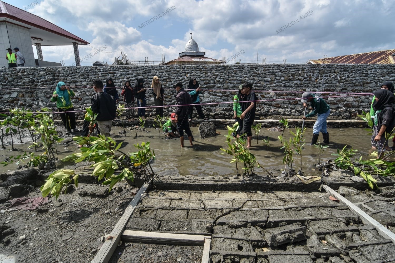 Ribuan Bibit Mangrove Ditanam Atasi Banjir Rob di Tompe