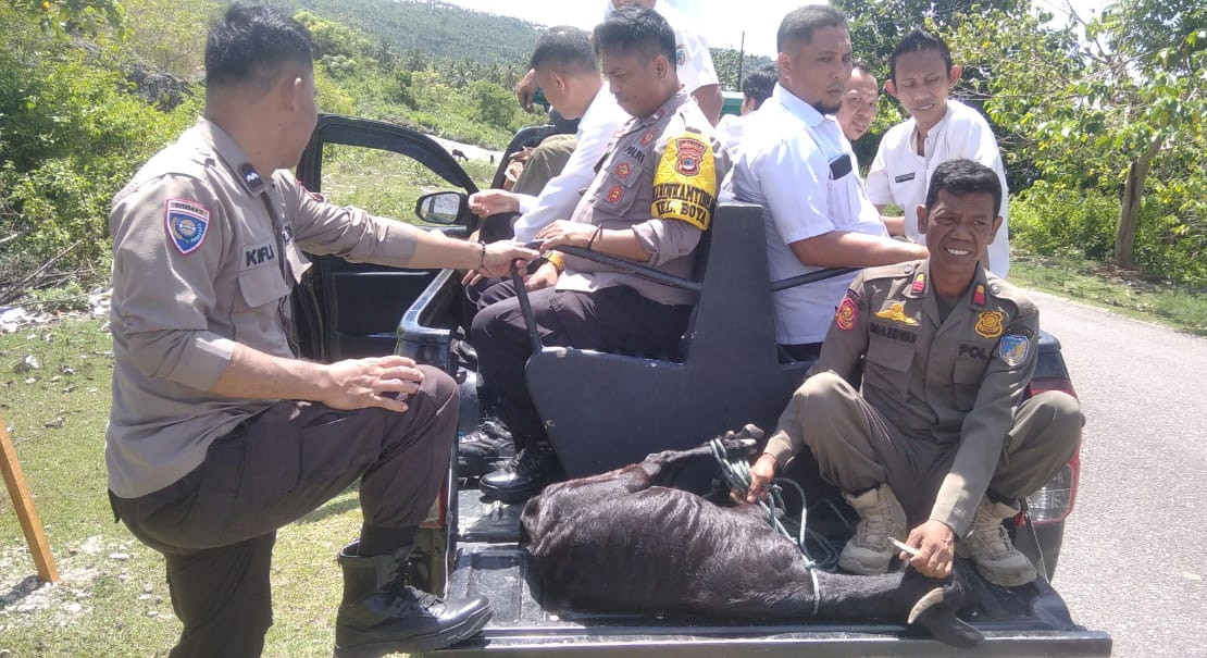 Puluhan Ternak Terjaring Penegakan Perda Satpol PP Donggala