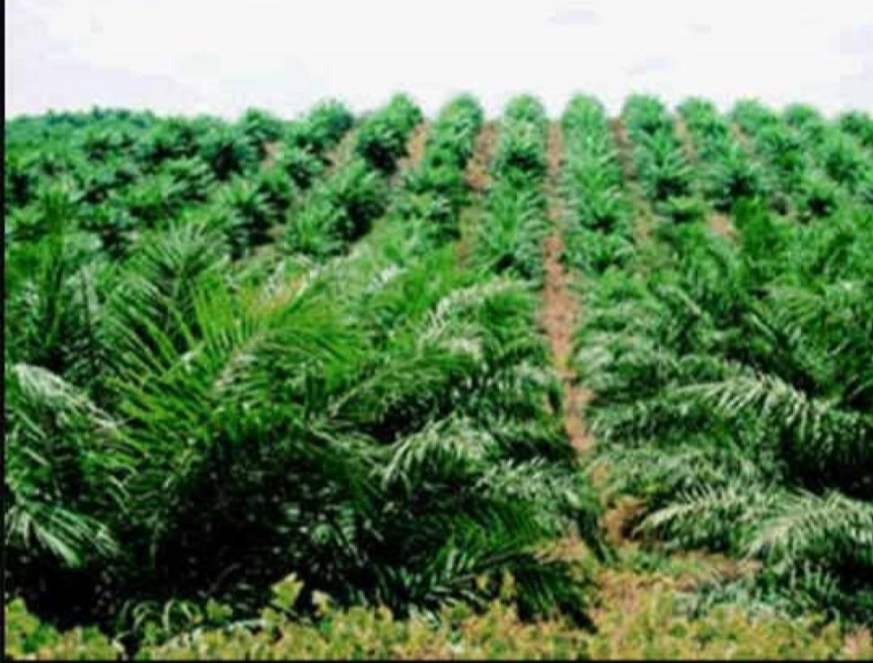Program Replanting Petani Sawit di Riopakava Diduga Bermasalah