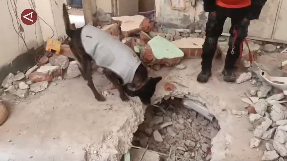 Tim Anjing Pelacak K9 Polri Temukan Korban Gempa Bumi Di Myanmar
