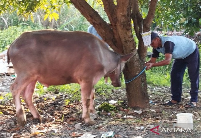 Toleransi Beragama di Kudus, Perayaan Idul Adha Umat Muslim Tidak Memotong Sapi