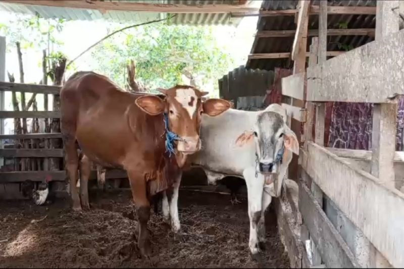 Peternak di Sigi Dilarang Jual Ternak Bantuan, Ini Sanksinya Jika Melanggar
