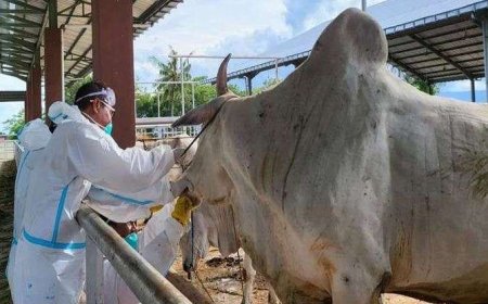 Sulteng Terima 17 Ekor Sapi Kurban dari Presiden untuk Idul Adha 1446 H