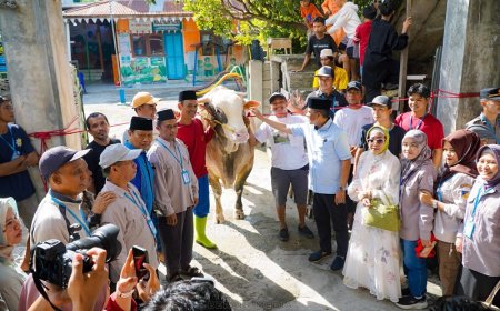 Sapi Kurban Presiden untuk Warga Talise Diberi Nama Baron, Berikut Ini Respons Gubernur