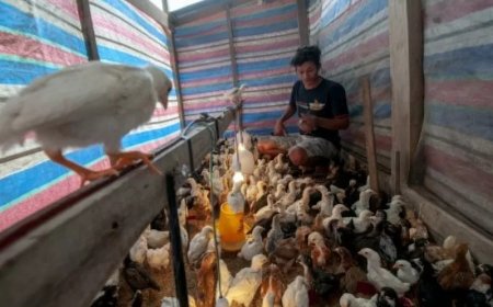 Subsektor Peternakan Naik 0,18 Persen