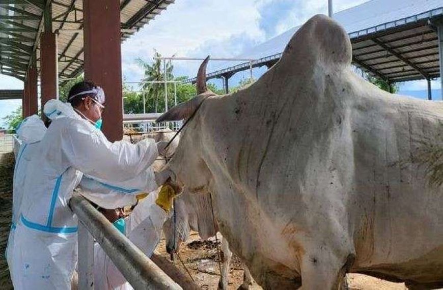 Sulteng Terima 17 Ekor Sapi Kurban dari Presiden untuk Idul Adha 1446 H