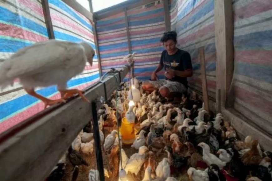 Subsektor Peternakan Naik 0,18 Persen