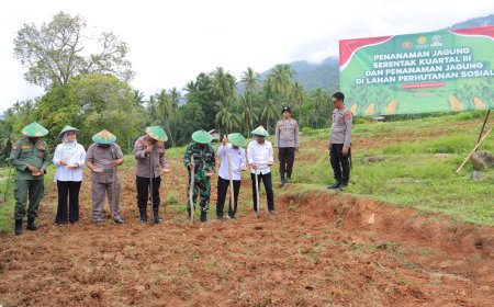 Kelurahan Donggala Kodi Jadi Pusat Penanaman Jagung