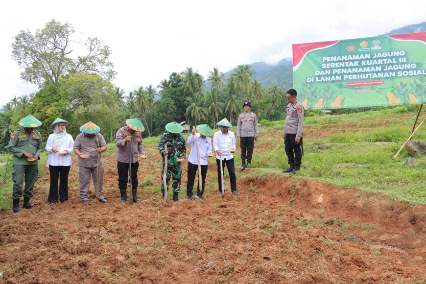 Kelurahan Donggala Kodi Jadi Pusat Penanaman Jagung