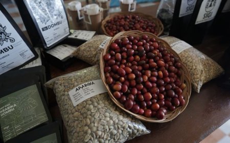 Produk Kopi dan Kakao Sulteng Berpotensi Jadi Indikasi Geografis