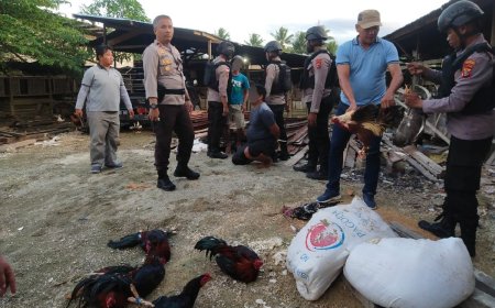 Sabung Ayam di Desa Betalemba Resahkan Warga