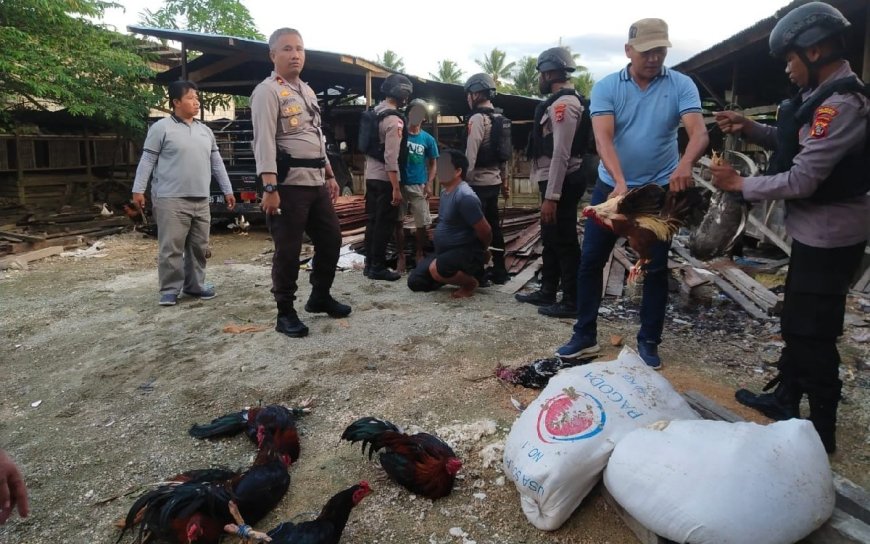 Sabung Ayam di Desa Betalemba Resahkan Warga