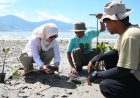 PT IMIP Gandeng Generasi Muda Tanam Mangrove di Teluk Palu