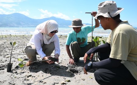 PT IMIP Gandeng Generasi Muda Tanam Mangrove di Teluk Palu