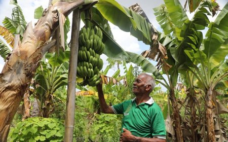 Kampung Reforma Agraria Baumata di Kupang, Capai Kemandirian Ekonomi Melalui Budidaya Pisang Cavendish