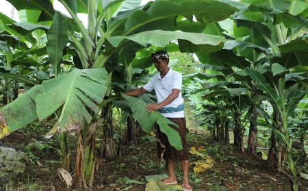 Perjalanan Reforma Agraria di Asahduren, Sertipikat Tanah Ulayat Buka Akses Ekonomi Masyarakat