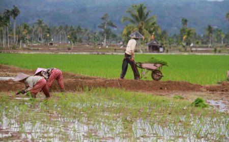 Cetak Sawah Baru di Tolitoli Sudah Capai 110 Hektar