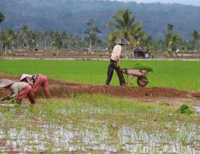 Cetak Sawah Baru di Tolitoli Sudah Capai 110 Hektar