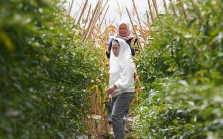 Penting ada Pendampingan Penyuluh Pertanian