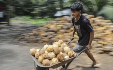 Morowali dan Harapan Baru Hilirisasi Kelapa