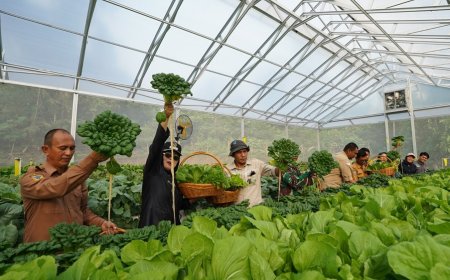 Panen Perdana Hidroponik Binaan PT IMIP, Pacu Ketahanan Pangan, Tingkatkan Ekonomi Warga