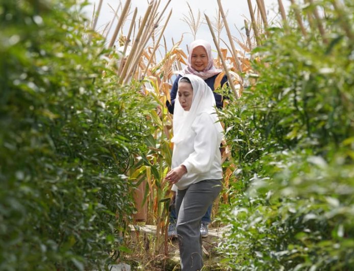 Penting ada Pendampingan Penyuluh Pertanian