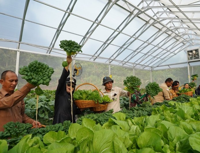 Panen Perdana Hidroponik Binaan PT IMIP, Pacu Ketahanan Pangan, Tingkatkan Ekonomi Warga