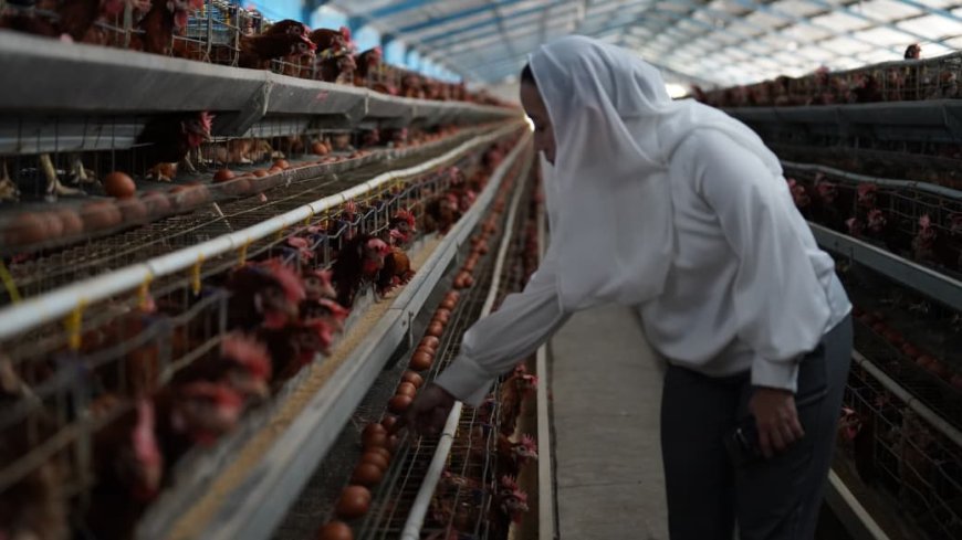 Harga Telur Terpantau Sedikit Lebih Tinggi
