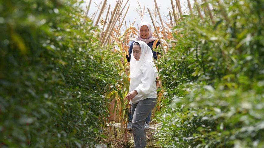 Penting ada Pendampingan Penyuluh Pertanian