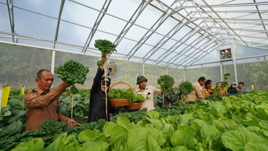 Panen Perdana Hidroponik Binaan PT IMIP, Pacu Ketahanan Pangan, Tingkatkan Ekonomi Warga