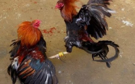 Judi Sabung Ayam Ditengarai Ada Setoran Keamanan