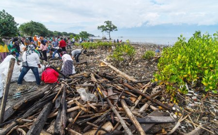 Warga Palu Selamatkan Mangrove dari Tumpukan Sampah