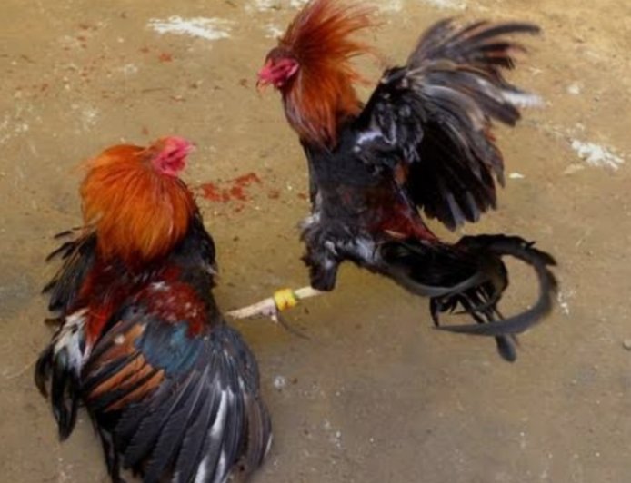 Judi Sabung Ayam Ditengarai Ada Setoran Keamanan