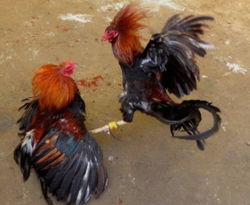Judi Sabung Ayam Ditengarai Ada Setoran Keamanan