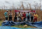 Panen Raya Jagung di Desa Kalimago, Hasilkan 18 Ton