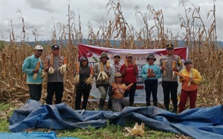 Panen Raya Jagung di Desa Kalimago, Hasilkan 18 Ton