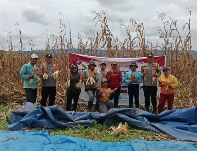 Panen Raya Jagung di Desa Kalimago, Hasilkan 18 Ton