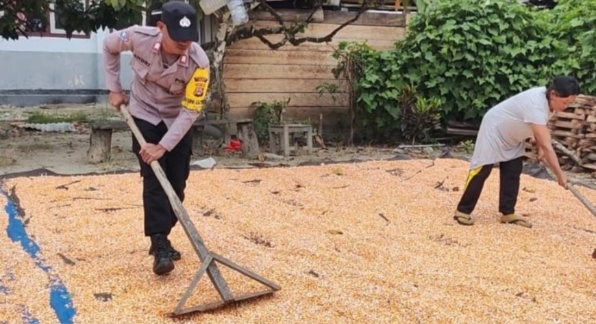 Bhabinkamtibmas Desa Alitupu Bantu Petani Jemur Jagung