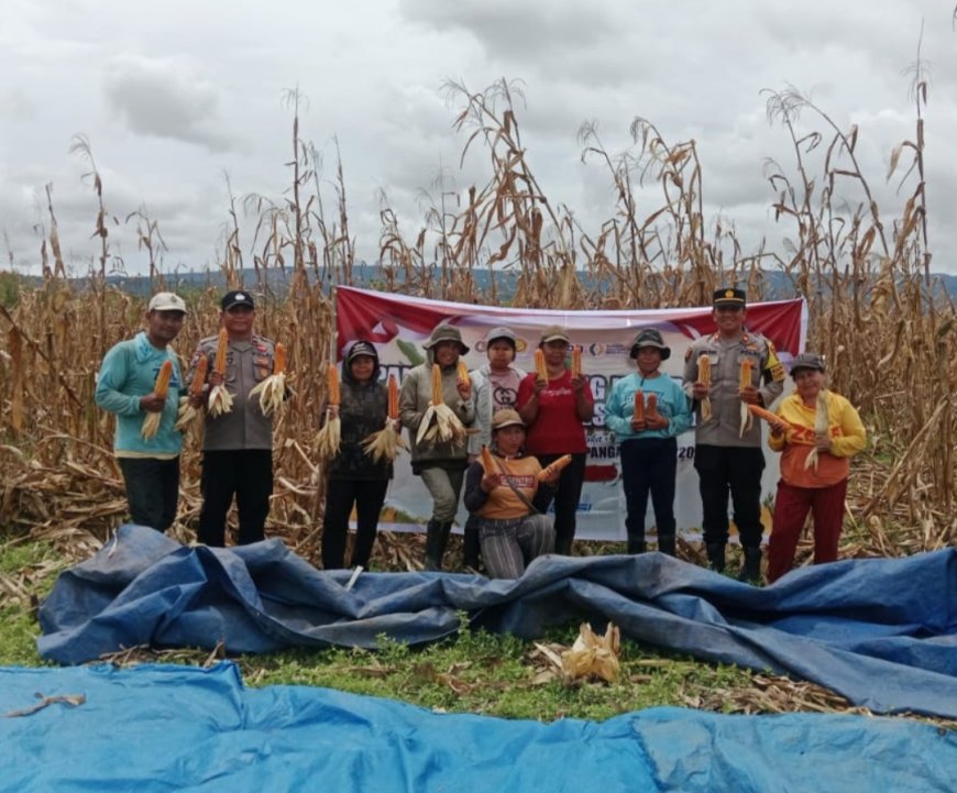 Panen Raya Jagung di Desa Kalimago, Hasilkan 18 Ton