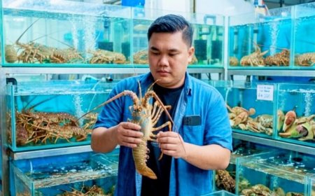 Potensi Lobster Sulawesi Tengah Sangat Besar, Saatnya Beralih dari Ketergantungan Tangkapan Alam ke Budidaya