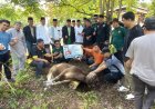 FKIP Untad Potong 12 Ekor Sapi Kurban, Daging Dibagikan ke Staf hingga Warga Sekitar