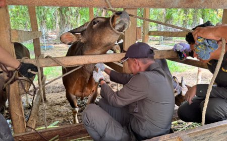 Karantina Sulteng Perketat Pengawasan Sapi Kurban Jelang Iduladha