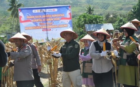 Panen Raya Jagung di Kelurahan Duyu