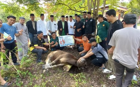 FKIP Untad Potong 12 Ekor Sapi Kurban, Daging Dibagikan ke Staf hingga Warga Sekitar