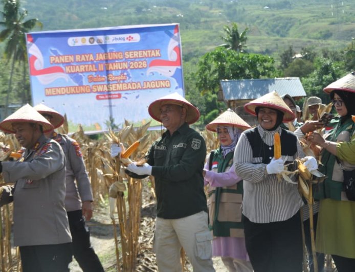 Panen Raya Jagung di Kelurahan Duyu