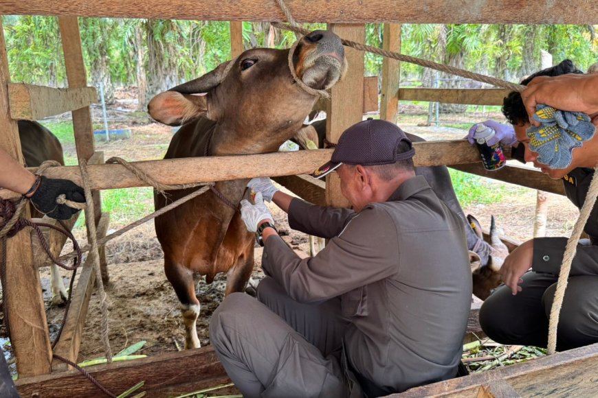 Karantina Sulteng Perketat Pengawasan Sapi Kurban Jelang Iduladha