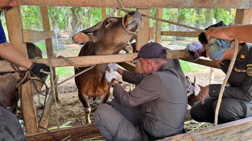 Karantina Sulteng Perketat Pengawasan Sapi Kurban Jelang Iduladha